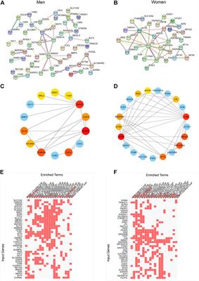 Skeletal Muscle Transcriptomic Comparison Between Men and Women in Response to Acute Sprint Exercise